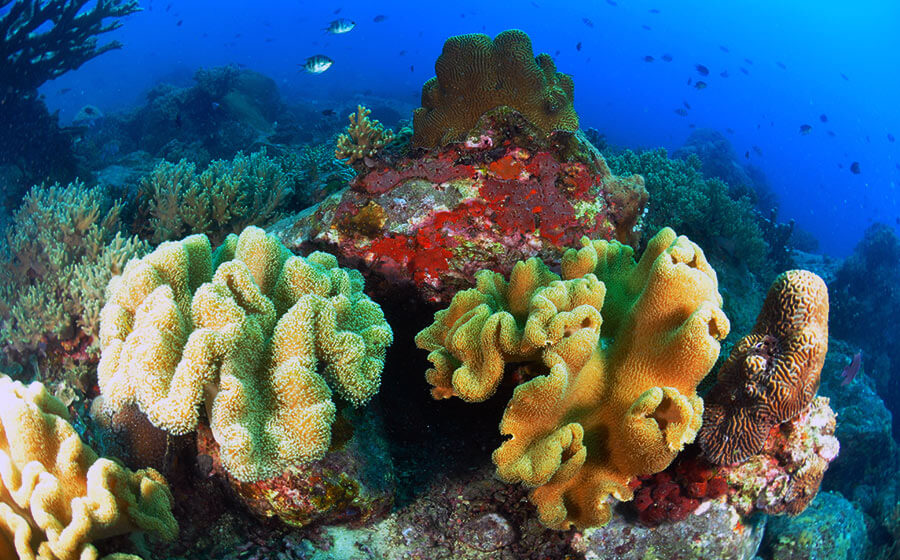 Go Diving – Tenggol Coral Beach Resort